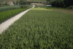 Panoramica vivai 